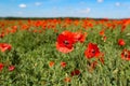 Beautiful shot of red poppy flowers field Royalty Free Stock Photo