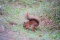 Beautiful shot of a red squirrel in Highland Wildlife Park, Kincraig, Kingussie, Scotland