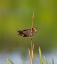 Beautiful shot of a redwing on a branch Royalty Free Stock Photo