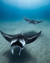 Beautiful shot of a Reef manta ray in the ocean Royalty Free Stock Photo