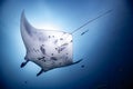 Beautiful shot of a Reef manta ray swimming in the deep blue water Royalty Free Stock Photo