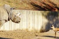 Beautiful shot of a rhino staring at a small antelope Royalty Free Stock Photo