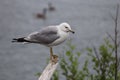 Beautiful shot of a ring-belled gull Royalty Free Stock Photo