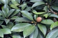 Sapodilla chiku which has exceptionally sweet .