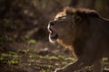 Beautiful shot of a roaring male lion with a blurred background