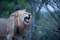 Beautiful shot of a roaring male lion with a blurred background