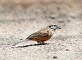 Rock bunting