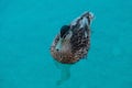 Beautiful shot of a Rouen duck wading in a water