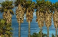 Beautiful shot of a row of palm trees and heavy thick clouds on the background Royalty Free Stock Photo