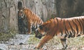 Beautiful shot of Royal Bengal tigers captured in the jungle Royalty Free Stock Photo