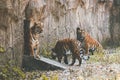 Beautiful shot of Royal Bengal tigers captured in the jungle Royalty Free Stock Photo