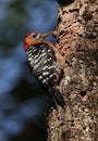 Rufous bellied woodpecker