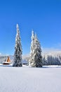 Beautiful shot of a rural territory in a snowy forest landscape