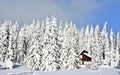 Beautiful shot of a rural territory in a snowy forest landscape