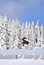 Beautiful shot of a rural territory in a snowy forest landscape