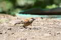 Russet sparrow