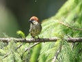 Russet sparrow