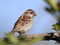 Russet sparrow