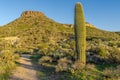 Beautiful shot of a Saguaro by the trail in the Sonoran desert in Scottsdale, Arizona Royalty Free Stock Photo