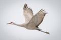 Beautiful shot of a Sandhill Crane flying in the bright sky