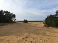 Beautiful shot of a sandy forest landscape in Planken Wambuis, the Netherlands Royalty Free Stock Photo