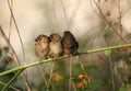 Scaly breasted munia Royalty Free Stock Photo