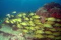 Beautiful shot of a school of yellow fish in the sea Royalty Free Stock Photo