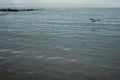 Beautiful shot of sea birds flying over a water surface Royalty Free Stock Photo