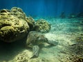 Beautiful shot of a sea turtle hiding under coral