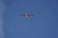 Beautiful shot of a seagull flying in a clear blue sky during daytime Royalty Free Stock Photo