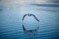 Beautiful shot of a seagull flying over dark blue sea water on summer evening Royalty Free Stock Photo