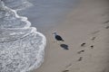 Beautiful shot of a seagull looking at the ocean with human steps over the sand Royalty Free Stock Photo