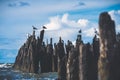 Beautiful shot of seagulls perched on wooden seawalls Royalty Free Stock Photo