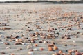 Beautiful shot of seashells at Malgund beach in India