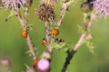 Beautiful shot of several ladybugs on a stubby thistle flower