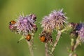 Beautiful shot of several ladybugs on a stubby thistle flower
