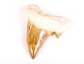 Shark tooth fossil