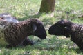 Beautiful shot of sheep group grazing in a green field