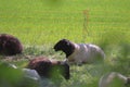 Beautiful shot of sheep group grazing in a green field