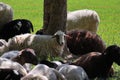 Beautiful shot of sheep group grazing in a green field