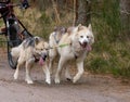 Beautiful shot of Siberian Husky dogs running and carrying a bike with a person riding