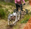 Beautiful shot of Siberian Husky dogs running and carrying a bike with a person riding