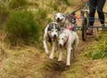 Beautiful shot of Siberian Husky dogs running and carrying a bike with a person riding