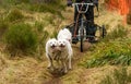 Beautiful shot of Siberian Husky dogs running and carrying a bike with a person riding