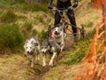 Beautiful shot of Siberian Husky dogs running and carrying a bike with a person riding