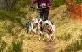 Beautiful shot of Siberian Husky dogs running and carrying a bike with a person riding