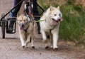 Beautiful shot of Siberian Husky dogs running and carrying a bike with a person riding