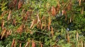 Beautiful shot of Siberian peashrub (Caragana arborescens)