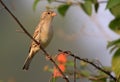 Sind sparrow female