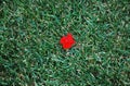 Beautiful shot of a single, vibrant red poppy flower on a background of dark green grass Royalty Free Stock Photo